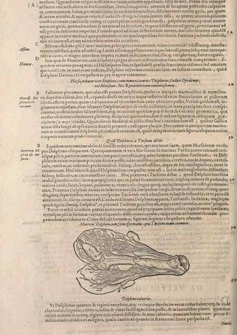 Reproducción/Reproduction 14948452093: Conradi Gesneri medici Tigurini Historiae animalium liber IV :. Francofurti :In Bibliopolio Andreae Cambieri,anno MDCIIII [1604]