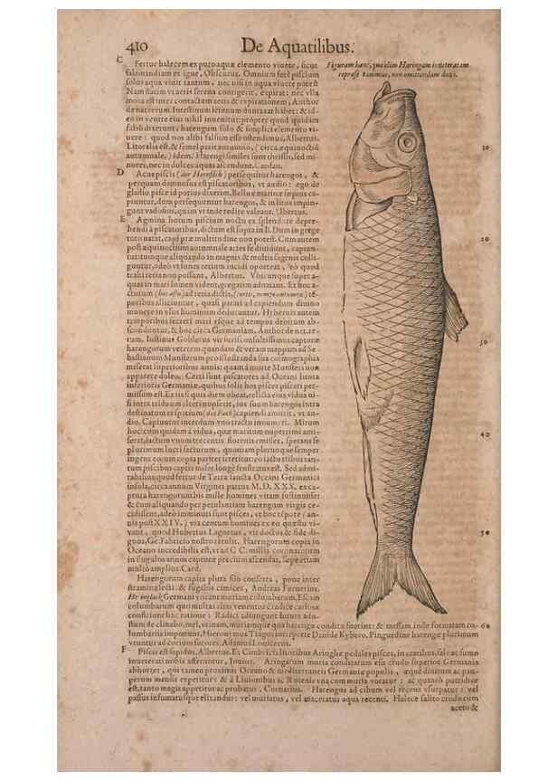 Reproducción/Reproduction 15383286470: Conradi Gesneri medici Tigurini Historiae animalium liber IV :. Francofurti :In Bibliopolio Andreae Cambieri,anno MDCIIII [1604]