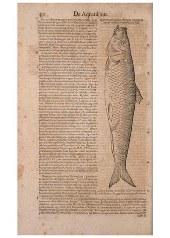 Reproducción/Reproduction 15383286470: Conradi Gesneri medici Tigurini Historiae animalium liber IV :. Francofurti :In Bibliopolio Andreae Cambieri,anno MDCIIII [1604]