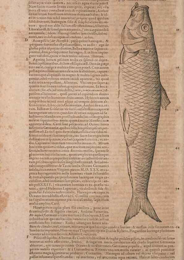 Reproducción/Reproduction 15383286470: Conradi Gesneri medici Tigurini Historiae animalium liber IV :. Francofurti :In Bibliopolio Andreae Cambieri,anno MDCIIII [1604]