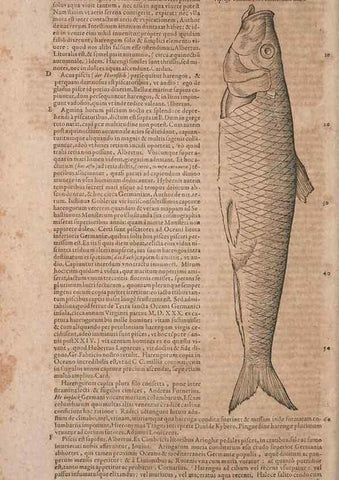 Reproducción/Reproduction 15383286470: Conradi Gesneri medici Tigurini Historiae animalium liber IV :. Francofurti :In Bibliopolio Andreae Cambieri,anno MDCIIII [1604]