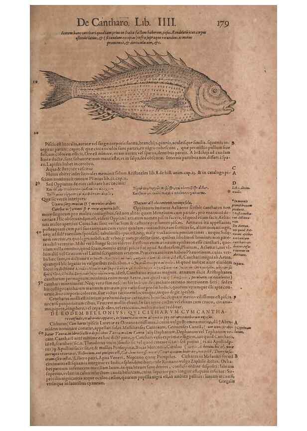 Reproducción/Reproduction 15382518737: Conradi Gesneri medici Tigurini Historiae animalium liber IV :. Francofurti :In Bibliopolio Andreae Cambieri,anno MDCIIII [1604]