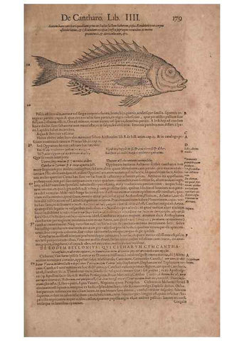 Reproducción/Reproduction 15382518737: Conradi Gesneri medici Tigurini Historiae animalium liber IV :. Francofurti :In Bibliopolio Andreae Cambieri,anno MDCIIII [1604]