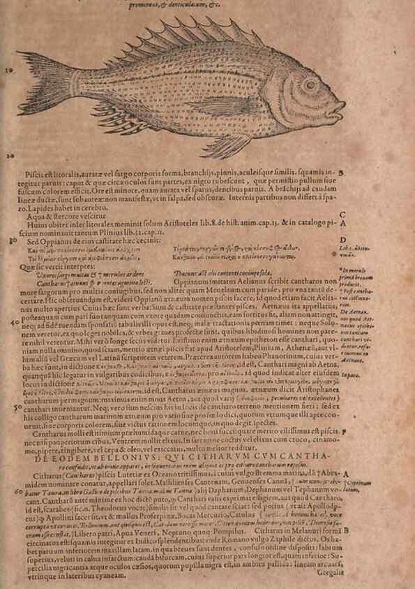 Reproducción/Reproduction 15382518737: Conradi Gesneri medici Tigurini Historiae animalium liber IV :. Francofurti :In Bibliopolio Andreae Cambieri,anno MDCIIII [1604]