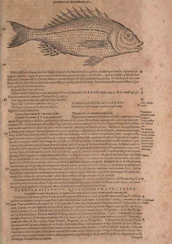 Reproducción/Reproduction 15382518737: Conradi Gesneri medici Tigurini Historiae animalium liber IV :. Francofurti :In Bibliopolio Andreae Cambieri,anno MDCIIII [1604]