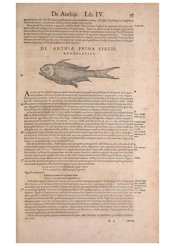 Reproducción/Reproduction 14947656634: Conradi Gesneri medici Tigurini Historiae animalium liber IV :. Francofurti :In Bibliopolio Andreae Cambieri,anno MDCIIII [1604]