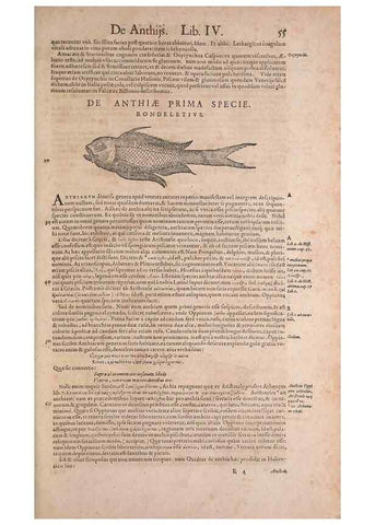 Reproducción/Reproduction 14947656634: Conradi Gesneri medici Tigurini Historiae animalium liber IV :. Francofurti :In Bibliopolio Andreae Cambieri,anno MDCIIII [1604]