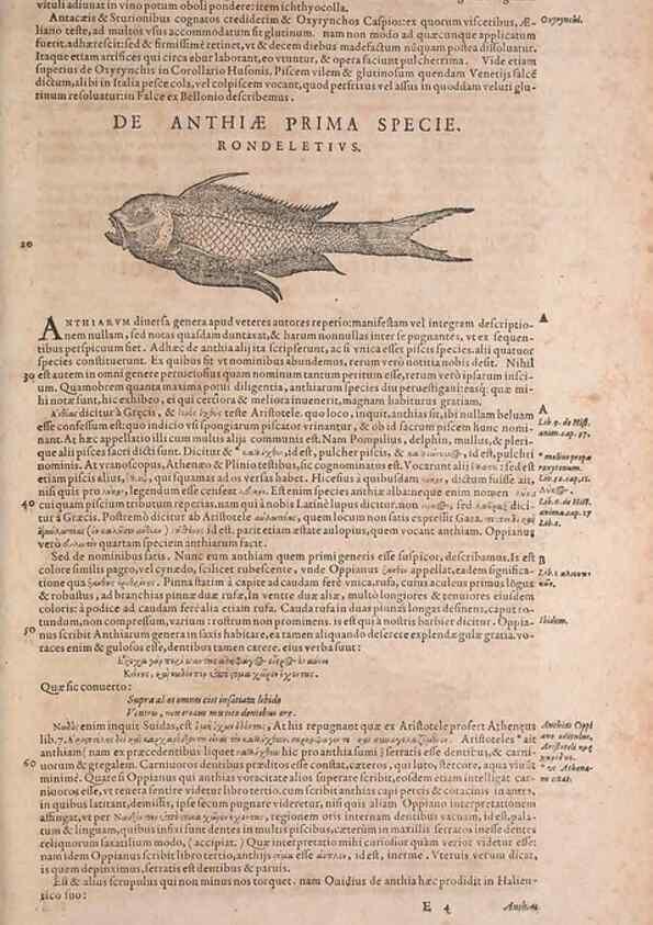 Reproducción/Reproduction 14947656634: Conradi Gesneri medici Tigurini Historiae animalium liber IV :. Francofurti :In Bibliopolio Andreae Cambieri,anno MDCIIII [1604]