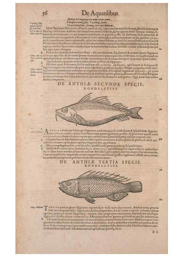 Reproducción/Reproduction 15568407795: Conradi Gesneri medici Tigurini Historiae animalium liber IV :. Francofurti :In Bibliopolio Andreae Cambieri,anno MDCIIII [1604]