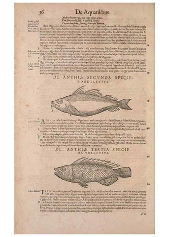 Reproducción/Reproduction 15568407795: Conradi Gesneri medici Tigurini Historiae animalium liber IV :. Francofurti :In Bibliopolio Andreae Cambieri,anno MDCIIII [1604]