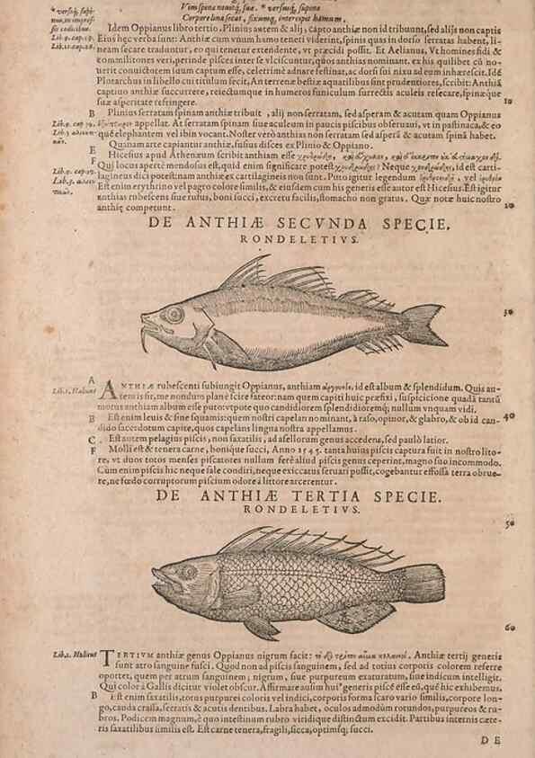 Reproducción/Reproduction 15568407795: Conradi Gesneri medici Tigurini Historiae animalium liber IV :. Francofurti :In Bibliopolio Andreae Cambieri,anno MDCIIII [1604]