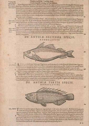 Reproducción/Reproduction 15568407795: Conradi Gesneri medici Tigurini Historiae animalium liber IV :. Francofurti :In Bibliopolio Andreae Cambieri,anno MDCIIII [1604]