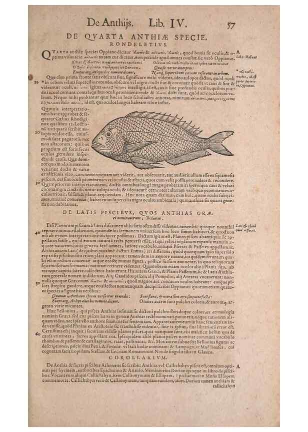 Reproducción/Reproduction 15569250262: Conradi Gesneri medici Tigurini Historiae animalium liber IV :. Francofurti :In Bibliopolio Andreae Cambieri,anno MDCIIII [1604]