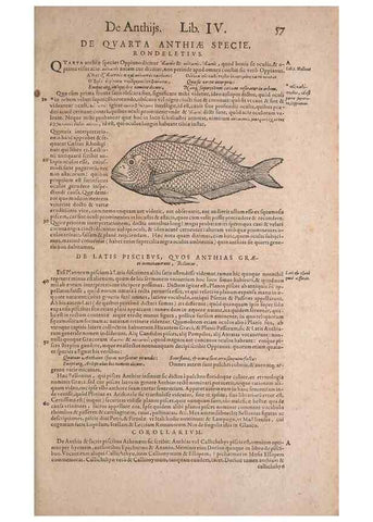 Reproducción/Reproduction 15569250262: Conradi Gesneri medici Tigurini Historiae animalium liber IV :. Francofurti :In Bibliopolio Andreae Cambieri,anno MDCIIII [1604]