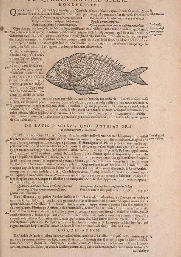 Reproducción/Reproduction 15569250262: Conradi Gesneri medici Tigurini Historiae animalium liber IV :. Francofurti :In Bibliopolio Andreae Cambieri,anno MDCIIII [1604]