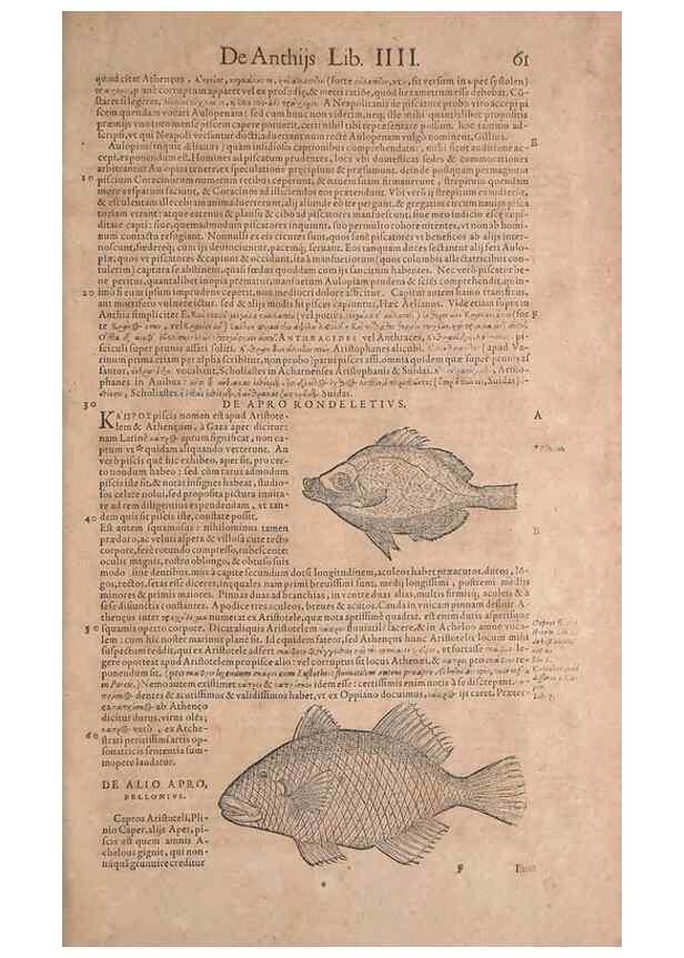 Reproducción/Reproduction 15544711606: Conradi Gesneri medici Tigurini Historiae animalium liber IV :. Francofurti :In Bibliopolio Andreae Cambieri,anno MDCIIII [1604]