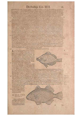 Reproducción/Reproduction 15544711606: Conradi Gesneri medici Tigurini Historiae animalium liber IV :. Francofurti :In Bibliopolio Andreae Cambieri,anno MDCIIII [1604]