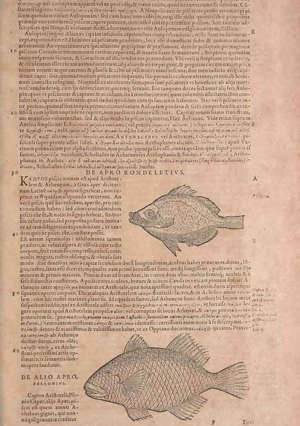 Reproducción/Reproduction 15544711606: Conradi Gesneri medici Tigurini Historiae animalium liber IV :. Francofurti :In Bibliopolio Andreae Cambieri,anno MDCIIII [1604]