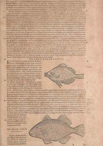 Reproducción/Reproduction 15544711606: Conradi Gesneri medici Tigurini Historiae animalium liber IV :. Francofurti :In Bibliopolio Andreae Cambieri,anno MDCIIII [1604]