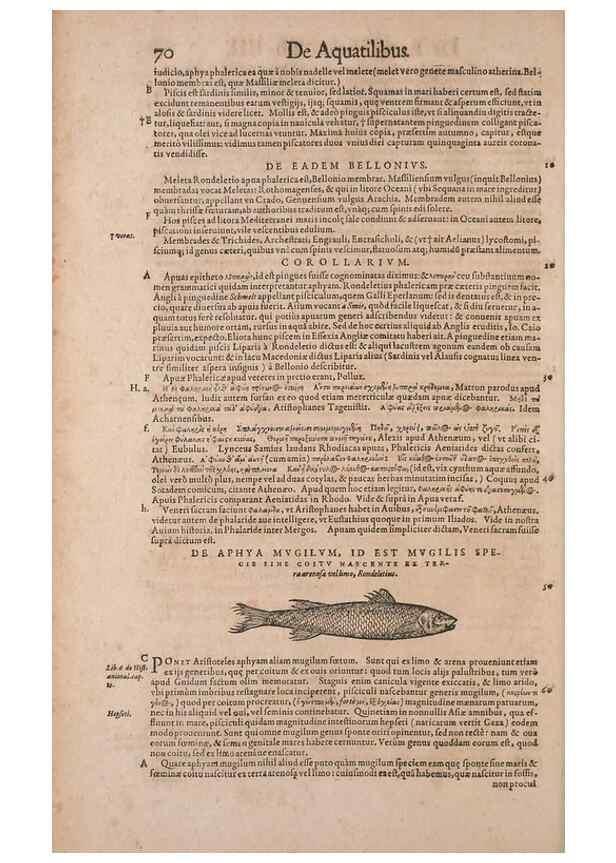 Reproducción/Reproduction 15382788120: Conradi Gesneri medici Tigurini Historiae animalium liber IV :. Francofurti :In Bibliopolio Andreae Cambieri,anno MDCIIII [1604]
