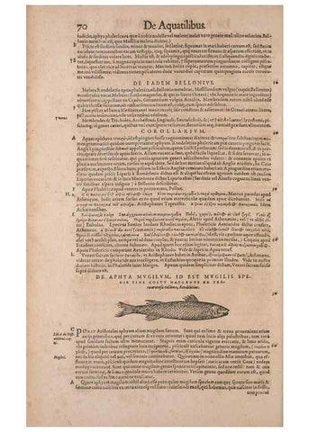 Reproducción/Reproduction 15382788120: Conradi Gesneri medici Tigurini Historiae animalium liber IV :. Francofurti :In Bibliopolio Andreae Cambieri,anno MDCIIII [1604]