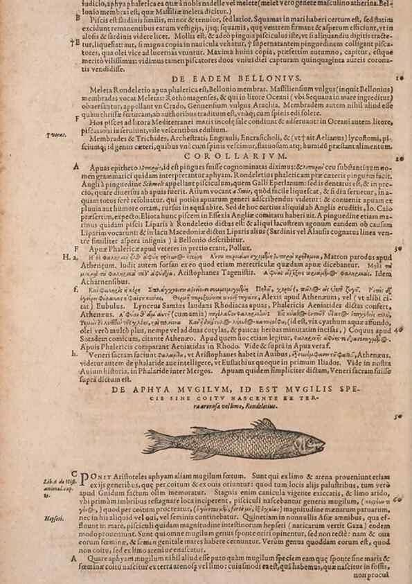 Reproducción/Reproduction 15382788120: Conradi Gesneri medici Tigurini Historiae animalium liber IV :. Francofurti :In Bibliopolio Andreae Cambieri,anno MDCIIII [1604]