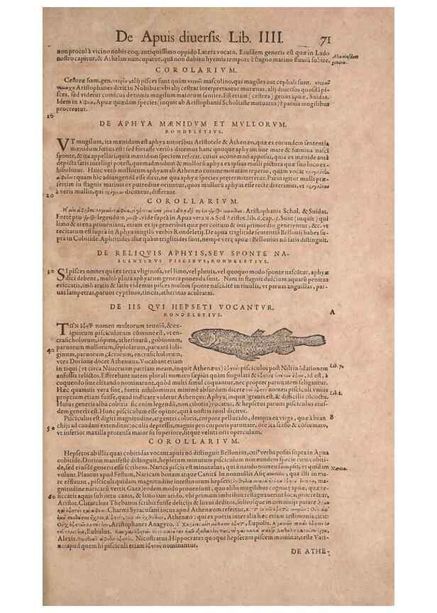 Reproducción/Reproduction 15382409497: Conradi Gesneri medici Tigurini Historiae animalium liber IV :. Francofurti :In Bibliopolio Andreae Cambieri,anno MDCIIII [1604]