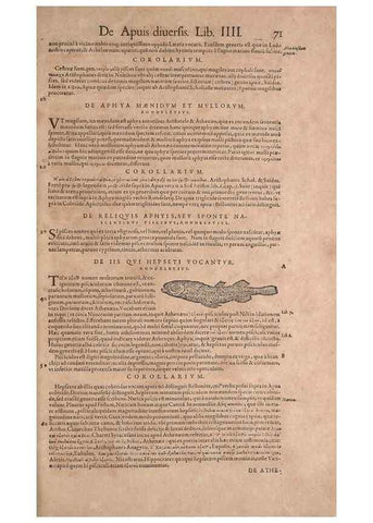 Reproducción/Reproduction 15382409497: Conradi Gesneri medici Tigurini Historiae animalium liber IV :. Francofurti :In Bibliopolio Andreae Cambieri,anno MDCIIII [1604]
