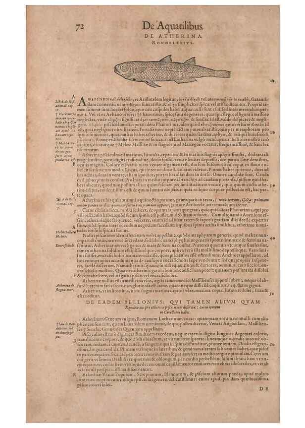 Reproducción/Reproduction 14947671854: Conradi Gesneri medici Tigurini Historiae animalium liber IV :. Francofurti :In Bibliopolio Andreae Cambieri,anno MDCIIII [1604]