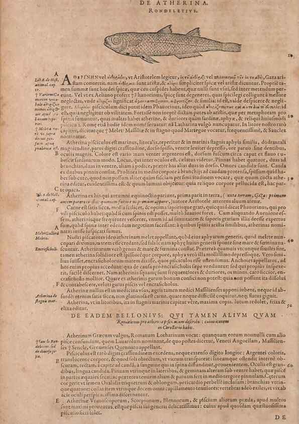 Reproducción/Reproduction 14947671854: Conradi Gesneri medici Tigurini Historiae animalium liber IV :. Francofurti :In Bibliopolio Andreae Cambieri,anno MDCIIII [1604]