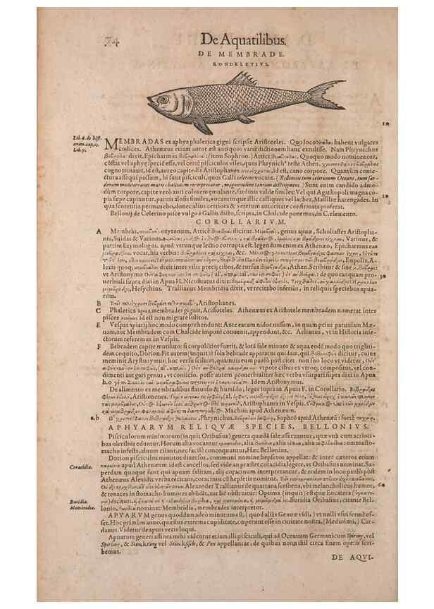 Reproducción/Reproduction 14948251603: Conradi Gesneri medici Tigurini Historiae animalium liber IV :. Francofurti :In Bibliopolio Andreae Cambieri,anno MDCIIII [1604]