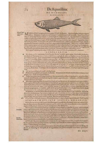 Reproducción/Reproduction 14948251603: Conradi Gesneri medici Tigurini Historiae animalium liber IV :. Francofurti :In Bibliopolio Andreae Cambieri,anno MDCIIII [1604]