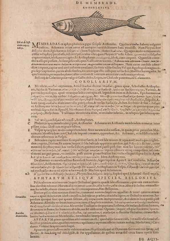 Reproducción/Reproduction 14948251603: Conradi Gesneri medici Tigurini Historiae animalium liber IV :. Francofurti :In Bibliopolio Andreae Cambieri,anno MDCIIII [1604]