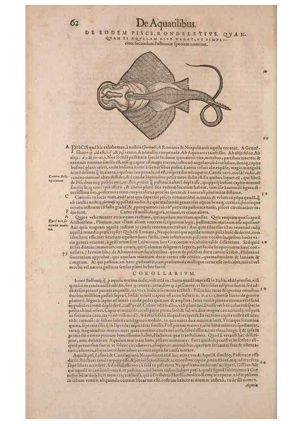 Reproducción/Reproduction 14948253433: Conradi Gesneri medici Tigurini Historiae animalium liber IV :. Francofurti :In Bibliopolio Andreae Cambieri,anno MDCIIII [1604]