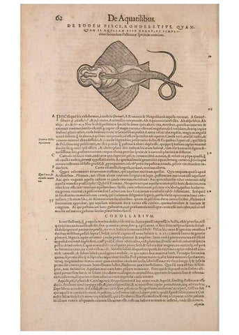 Reproducción/Reproduction 14948253433: Conradi Gesneri medici Tigurini Historiae animalium liber IV :. Francofurti :In Bibliopolio Andreae Cambieri,anno MDCIIII [1604]