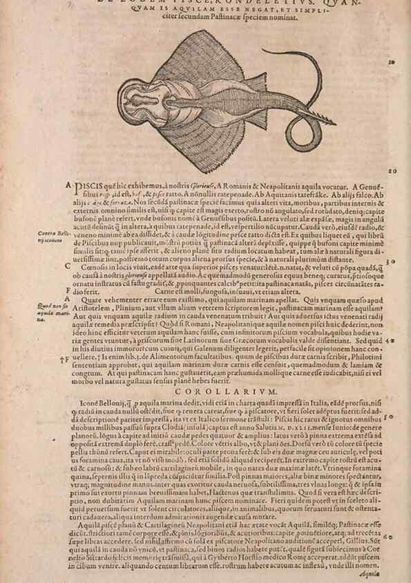 Reproducción/Reproduction 14948253433: Conradi Gesneri medici Tigurini Historiae animalium liber IV :. Francofurti :In Bibliopolio Andreae Cambieri,anno MDCIIII [1604]