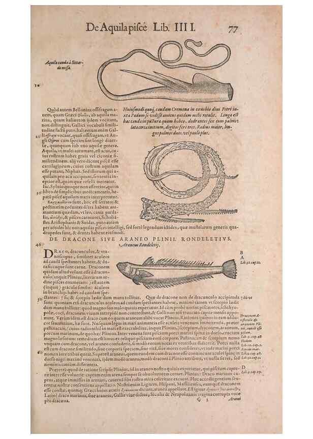 Reproducción/Reproduction 15381793509: Conradi Gesneri medici Tigurini Historiae animalium liber IV :. Francofurti :In Bibliopolio Andreae Cambieri,anno MDCIIII [1604]