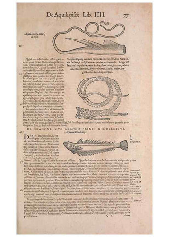 Reproducción/Reproduction 15381793509: Conradi Gesneri medici Tigurini Historiae animalium liber IV :. Francofurti :In Bibliopolio Andreae Cambieri,anno MDCIIII [1604]