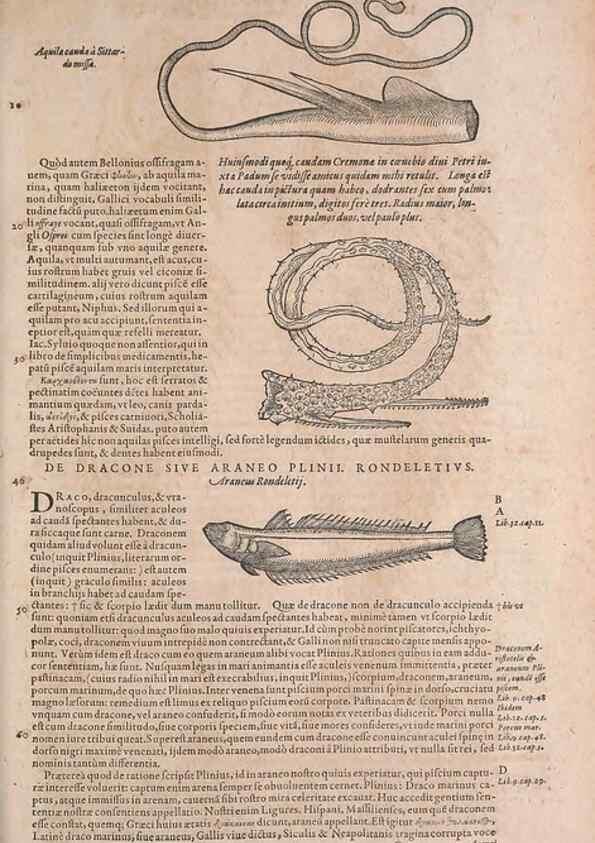 Reproducción/Reproduction 15381793509: Conradi Gesneri medici Tigurini Historiae animalium liber IV :. Francofurti :In Bibliopolio Andreae Cambieri,anno MDCIIII [1604]
