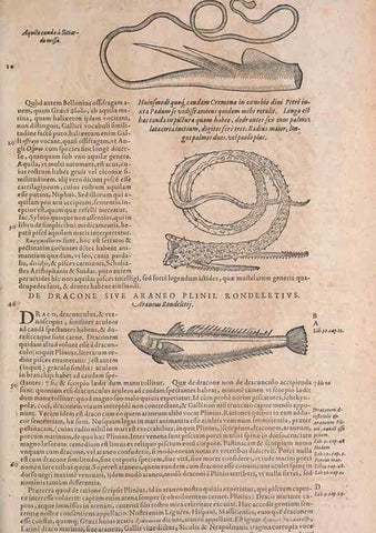 Reproducción/Reproduction 15381793509: Conradi Gesneri medici Tigurini Historiae animalium liber IV :. Francofurti :In Bibliopolio Andreae Cambieri,anno MDCIIII [1604]
