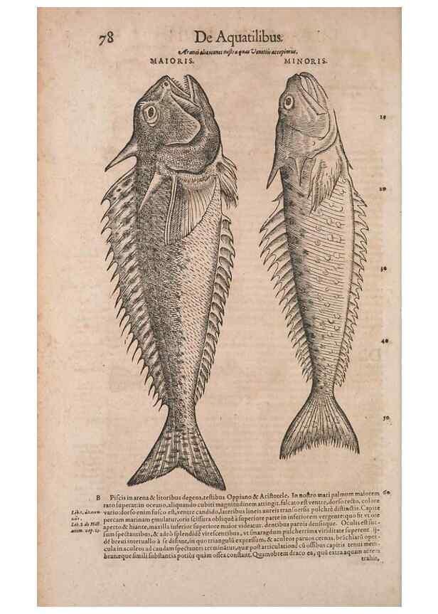 Reproducción/Reproduction 15565761901: Conradi Gesneri medici Tigurini Historiae animalium liber IV :. Francofurti :In Bibliopolio Andreae Cambieri,anno MDCIIII [1604]
