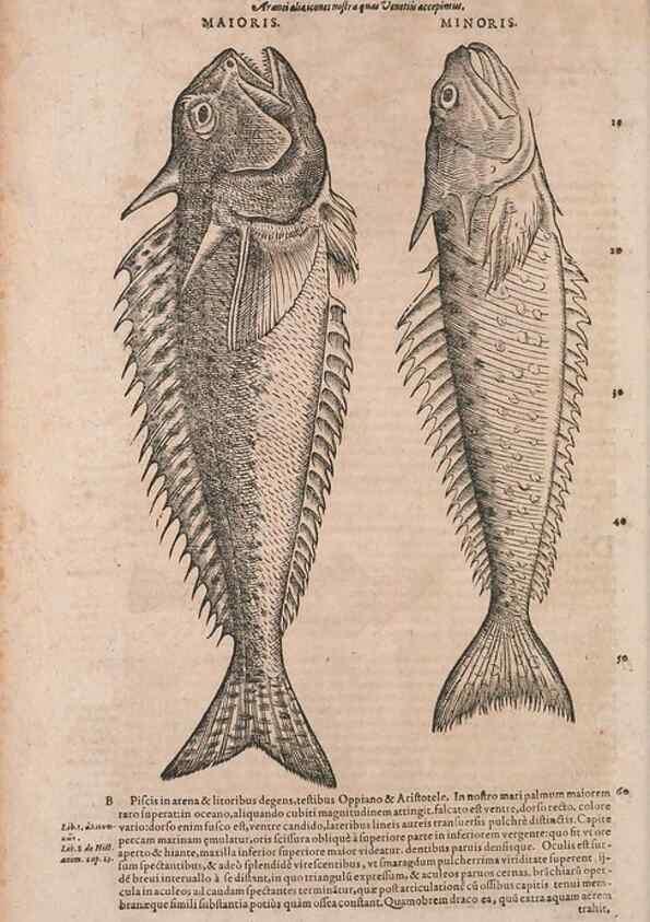 Reproducción/Reproduction 15565761901: Conradi Gesneri medici Tigurini Historiae animalium liber IV :. Francofurti :In Bibliopolio Andreae Cambieri,anno MDCIIII [1604]