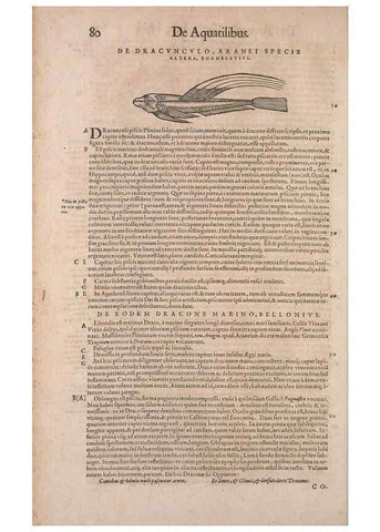 Reproducción/Reproduction 15568432505: Conradi Gesneri medici Tigurini Historiae animalium liber IV :. Francofurti :In Bibliopolio Andreae Cambieri,anno MDCIIII [1604]