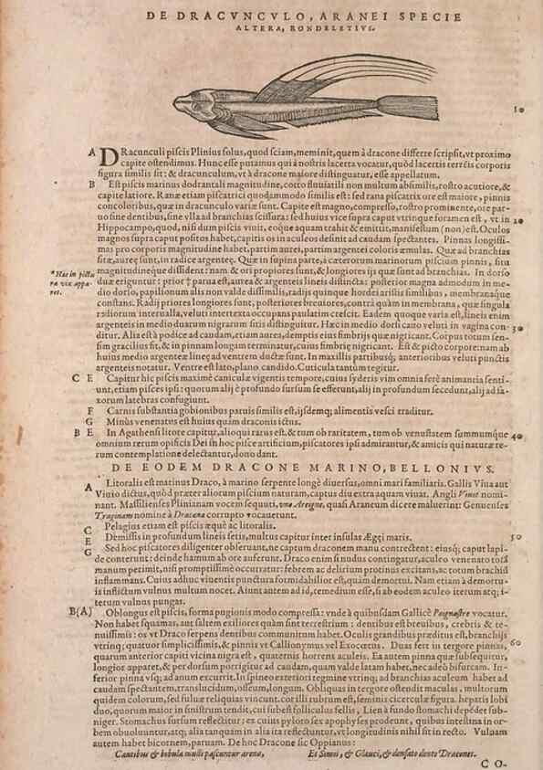 Reproducción/Reproduction 15568432505: Conradi Gesneri medici Tigurini Historiae animalium liber IV :. Francofurti :In Bibliopolio Andreae Cambieri,anno MDCIIII [1604]