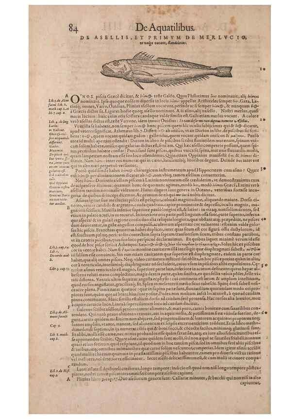 Reproducción/Reproduction 15565766561: Conradi Gesneri medici Tigurini Historiae animalium liber IV :. Francofurti :In Bibliopolio Andreae Cambieri,anno MDCIIII [1604]