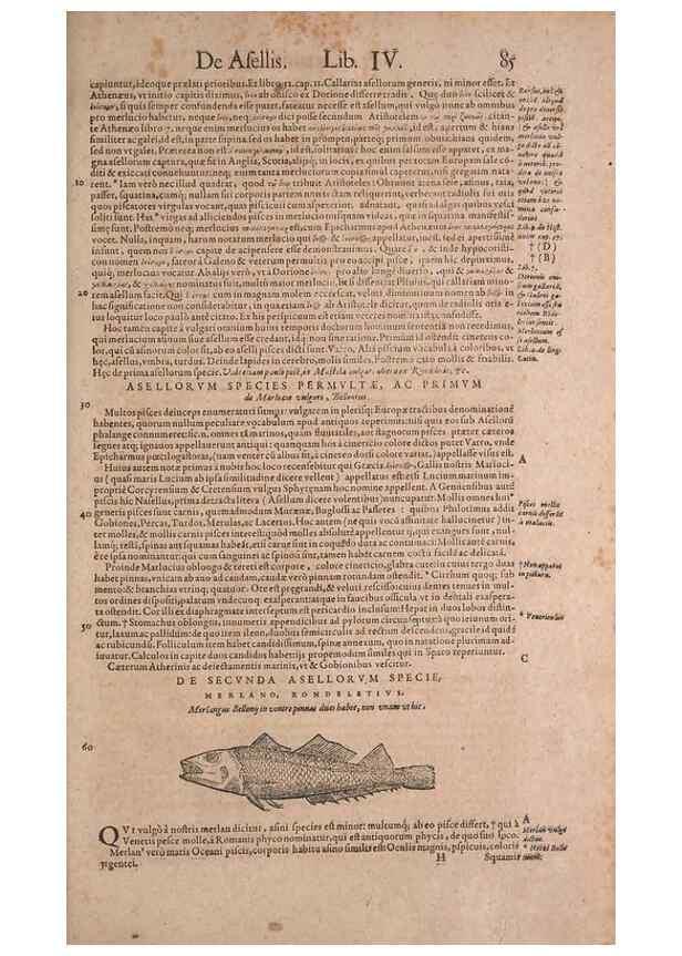 Reproducción/Reproduction 15544736026: Conradi Gesneri medici Tigurini Historiae animalium liber IV :. Francofurti :In Bibliopolio Andreae Cambieri,anno MDCIIII [1604]