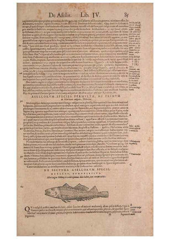 Reproducción/Reproduction 15544736026: Conradi Gesneri medici Tigurini Historiae animalium liber IV :. Francofurti :In Bibliopolio Andreae Cambieri,anno MDCIIII [1604]
