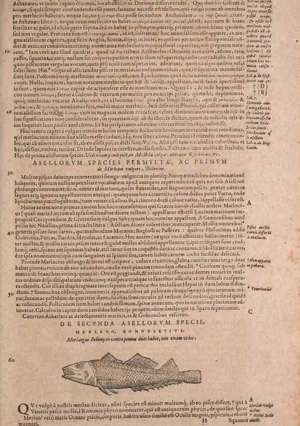 Reproducción/Reproduction 15544736026: Conradi Gesneri medici Tigurini Historiae animalium liber IV :. Francofurti :In Bibliopolio Andreae Cambieri,anno MDCIIII [1604]
