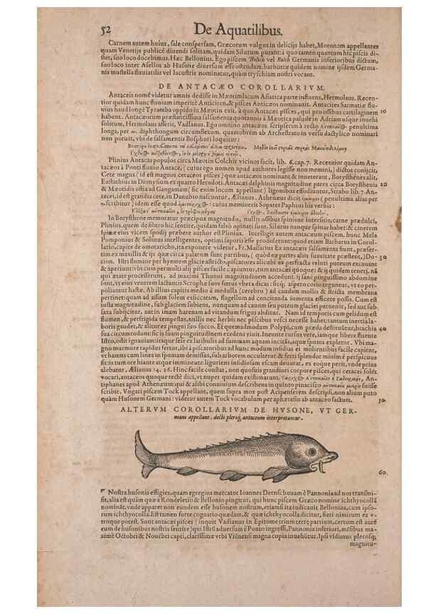 Reproducción/Reproduction 15382393777: Conradi Gesneri medici Tigurini Historiae animalium liber IV :. Francofurti :In Bibliopolio Andreae Cambieri,anno MDCIIII [1604]