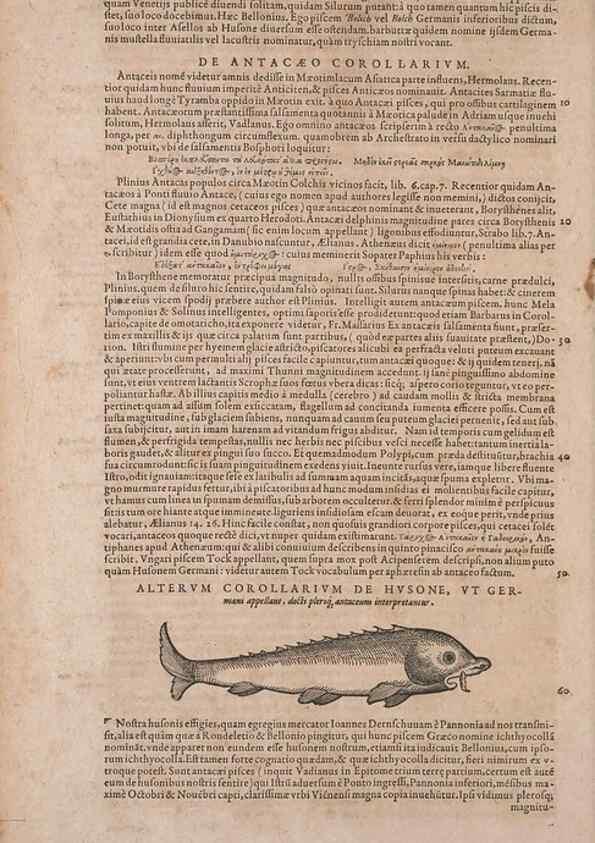 Reproducción/Reproduction 15382393777: Conradi Gesneri medici Tigurini Historiae animalium liber IV :. Francofurti :In Bibliopolio Andreae Cambieri,anno MDCIIII [1604]